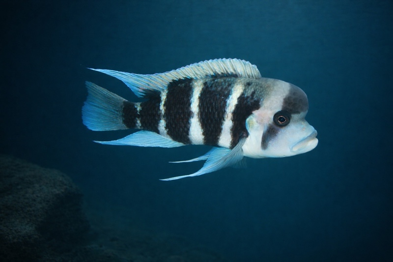 Cyphotilapia frontosa 'Burundi'